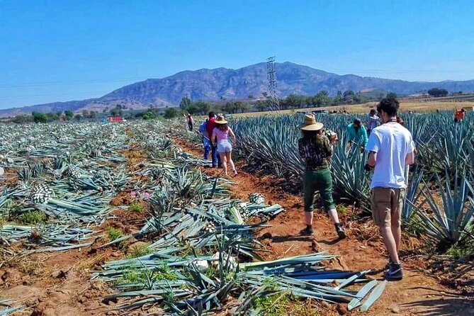 Tequila Tour - Itinerary and Activities