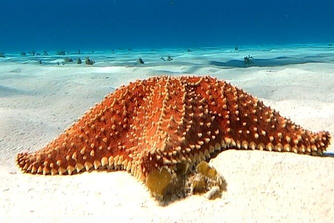 The Cozumel Turtle Sanctuary Snorkel Tour - Health and Accessibility