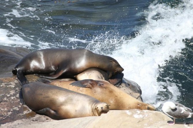 The La Jolla Tour - Meeting and Pickup Details