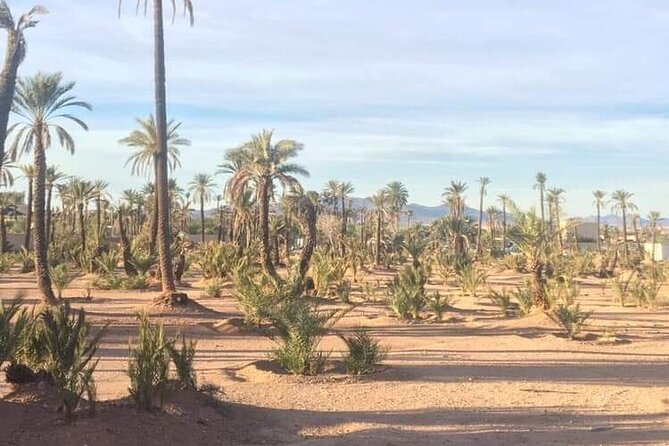 The Majorelle Garden With Ticket and the Palm Grove on Camelback - Accessibility and Additional Details