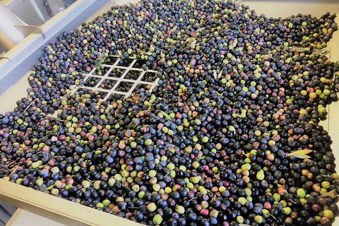The Olive Grove Tour - Highlights of the Tour