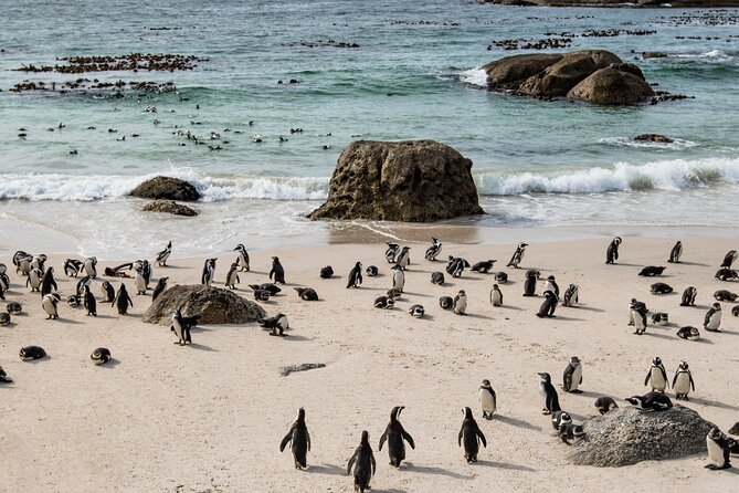 The Road Trip (Cape Point & Penguins) - Private Tour - Meeting and Pickup Details