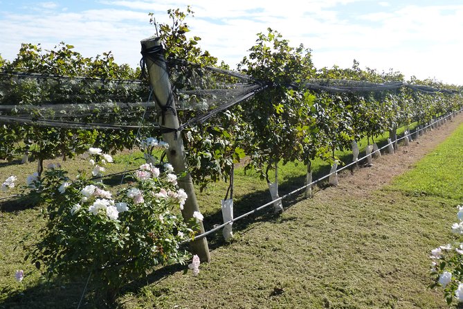 The Start WineTour for 2 People (History and Wines) - Accessibility and Booking