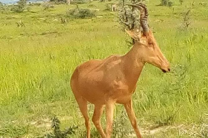 Three Days Murchison Falls National Park Tour in Uganda - Pickup and Meeting Points