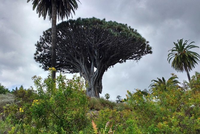 Ticket to Parque Del Drago in Tenerife - Photographic Opportunities Abound