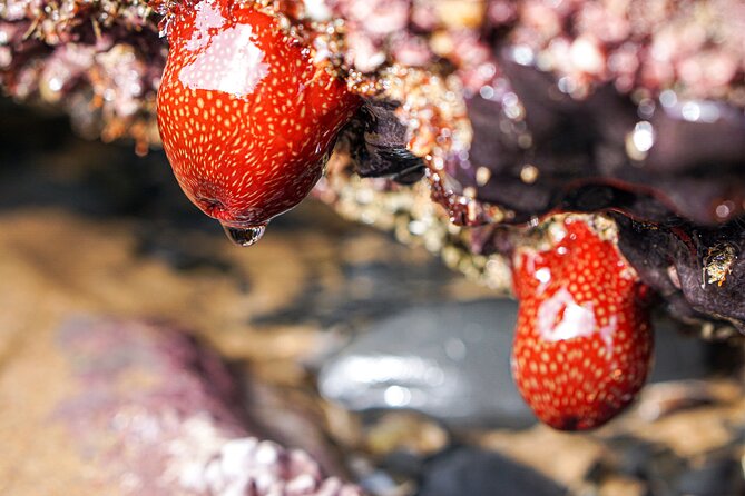 Tide Pool Safari in Monte Clérigo Beach - Gear and Equipment