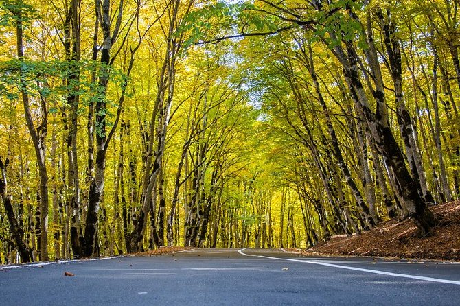 Tour in the Forest of Sabadur and the Chronicler of Georgia. - Whats Included in the Tour