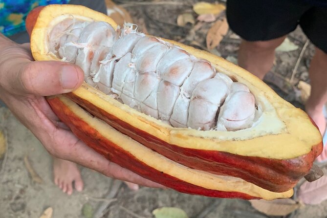 Tour Paso Del Mango Chocolate & Waterfalls - Transportation and Logistics