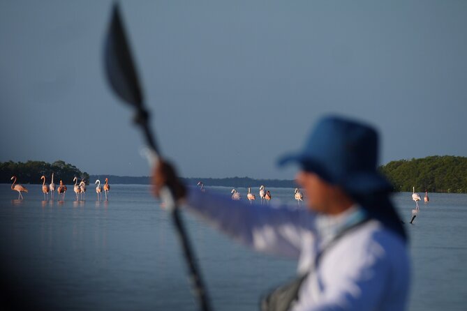 Tour the Mangroves in Kayak by Isla Holbox - Health and Safety Considerations
