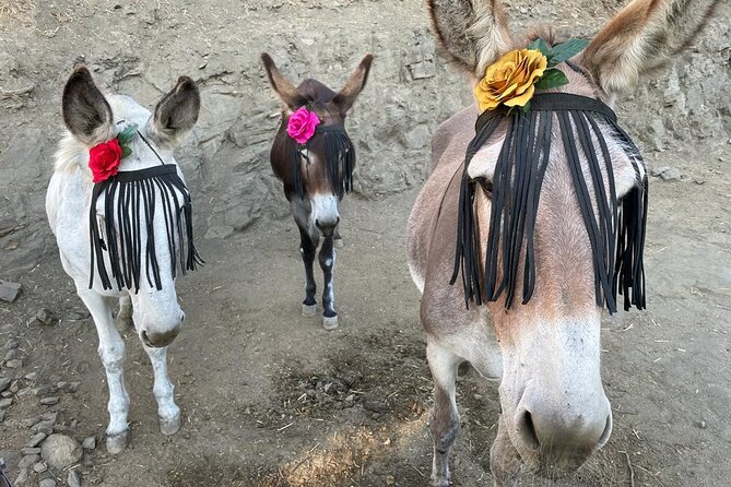 Tour the Sanctuary and Walk With the Donkeys and Share Their Love - Interacting With the Donkeys