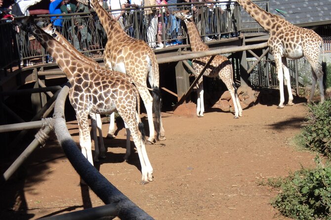 Tour to Giraffe Center From Nairobi - Itinerary and Activities