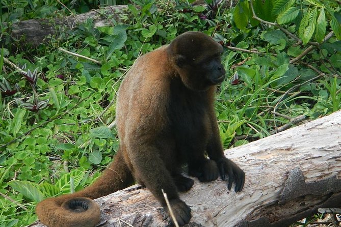 Tours to the Amazon - Indicchuris Jungle | Amazon Rainforest Tours - Experience Overview