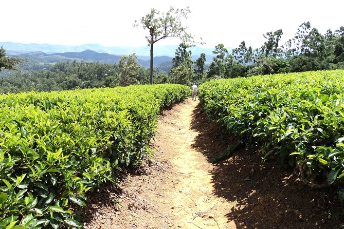 Trekking & Picnic in The Tea Plantation From Ella, Haputale & Bandarawela - Meeting Points and Transportation