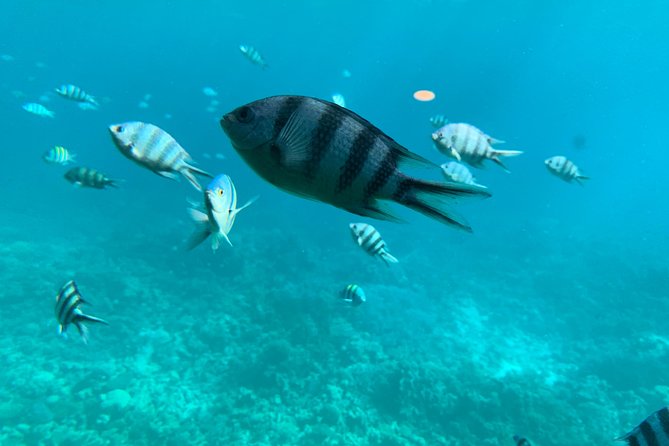 Trip on a Glass Bottom Boat From Hurghada - Pickup and Accessibility Details