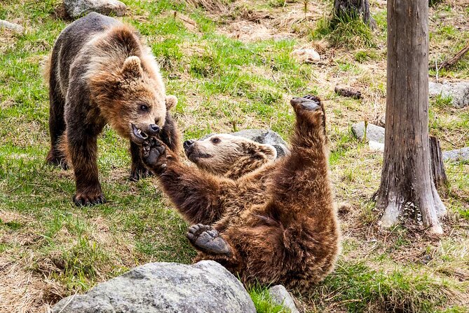Trip to Ranua Wildlife Park - Exploring the Parks Highlights