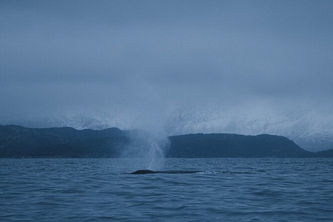 Tromsø: Skjervøy RIB Whale Watching Tour With Drinks & Snack - Participant Information