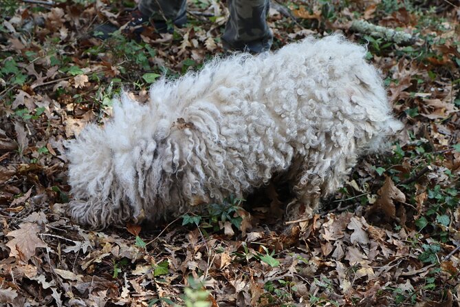 Truffle Hunting & Tasting in San Miniato Tuscany With Dogs - Highlights of the Truffle Hunting Tour