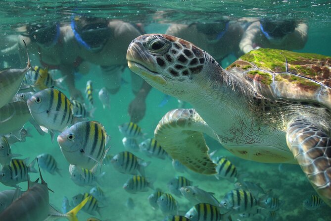 Try Guided Tour Plus Sea Turtle Snorkeling Adventure and Beachside Lunch - Beachside Lunch Highlights