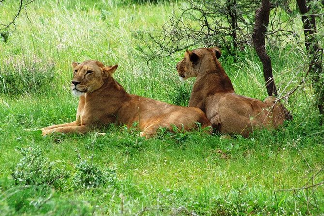 Tsavo East Amboseli and Tsavo West Safari 4 Days Starting Malindi - Traveler Information