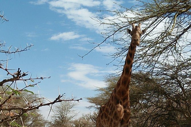 Tsavo East & West, Amboseli 5days From Mombasa - Wildlife Viewing Opportunities