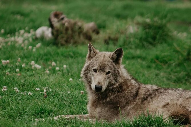 Tsitsikamma Wolf Sanctuary Guided Tour & Day Pass - Inclusions and Exclusions