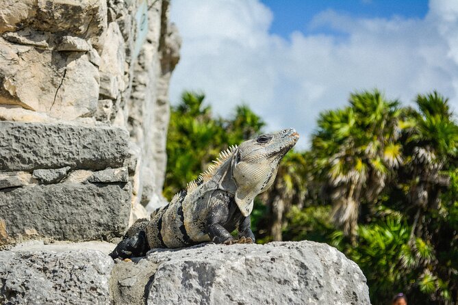 Tulum Ruins, Private Round Transportation and Tickets - Health and Safety