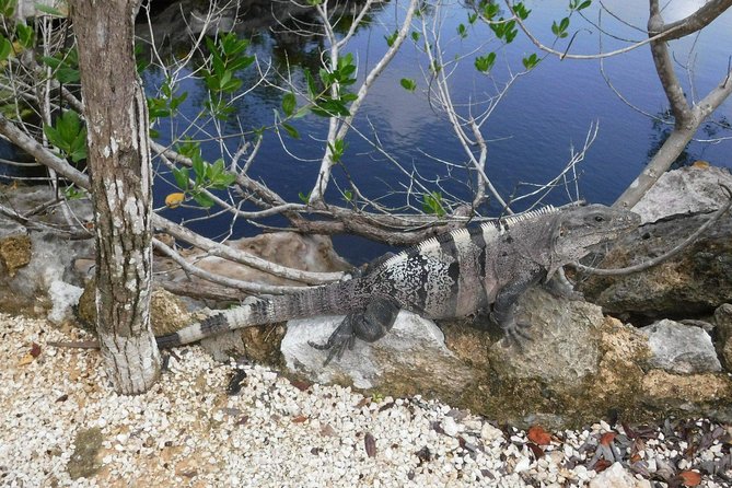 Tulum Ruins Tour (Private, Half Day) - Pickup and Exploration