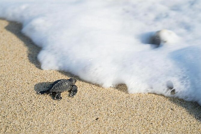 Turtle Release Playa Blanca - Guided Turtle Release
