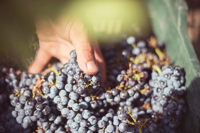 Tuscany Winery Tour and Tasting  - Siena - Focus on Terroir and Cultivation