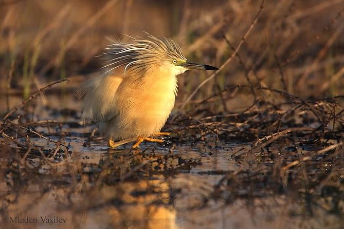 Two-day Birding Trip: Cape Kaliakra & Srebarna Lake - Transportation and Equipment