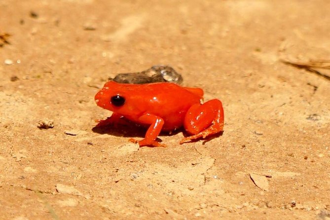Two Days Tour to Andasibe NP - Pickup and Availability