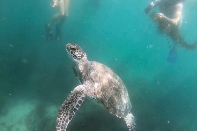 Two Hour Kayak and Snorkel Tour for Two in La Jolla - Accessibility Features