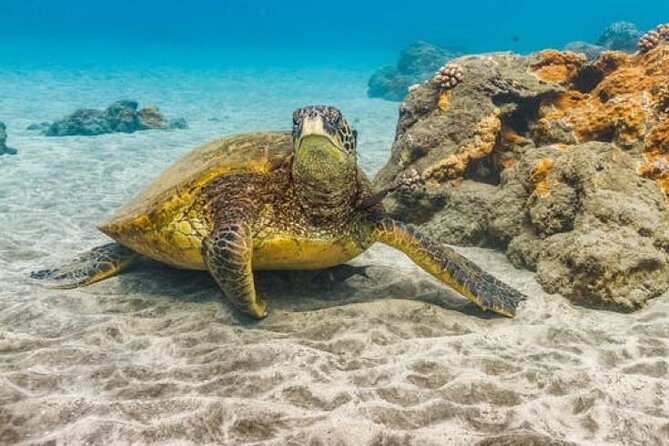 Two Stop Snorkel Adventure From Maui - Pricing and Booking Details