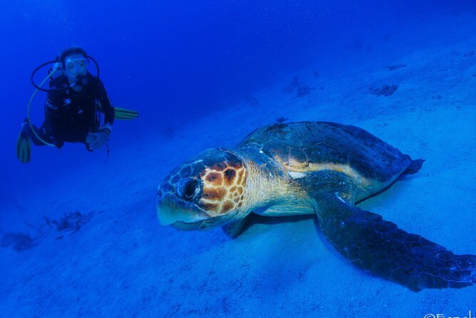 Two Tanks Local Diving for Certified Divers, SCUBA Gear Included - Customer Reviews and Experiences