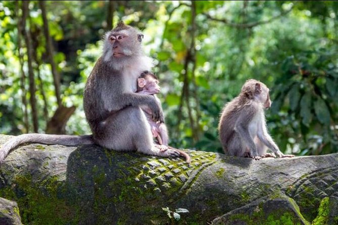 Ubud, Kintamani Volcanos Bali Tour - Meeting and Pickup Details