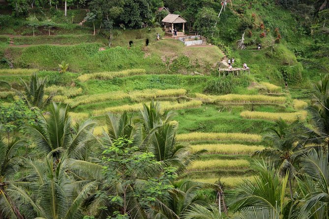 Ubud Village, With Rice Terrace and Waterfall Visit - Tegalalang Rice Terrace Experience
