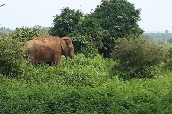 Udawalawe National Park Safari | From Mirissa | Galle | Weligama - Safari Inclusions and Exclusions