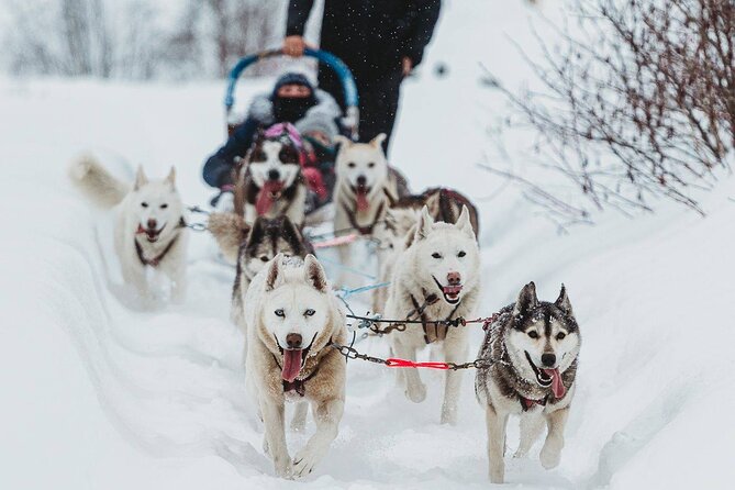 Ultimate Dog Sledding Tour - Day Trip From Ottawa & Gatineau - Tour Details