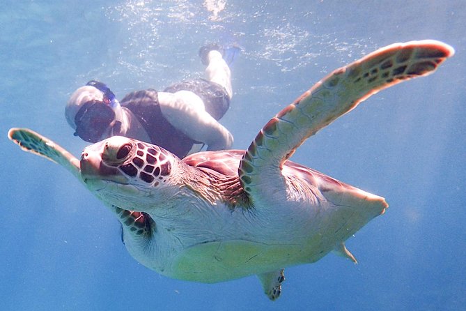 Under the Sea Snorkeling(Stingray/Kayak/ Power Snorkel Available) - Meal and Beverage Inclusions