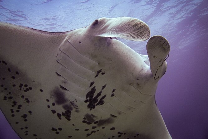Underwater Scooter Dive (Certified Divers Only) Makena Wailea - Meeting and Transportation Information