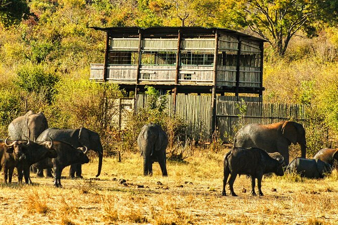 Unique Safari Game Drives in Zambezi National Park, 4 Options - Safari Inclusions and Amenities