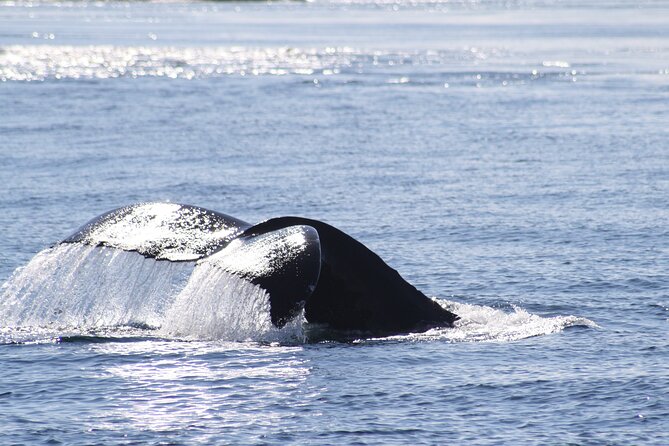 Victoria Whale Watch Tour - Tour Amenities