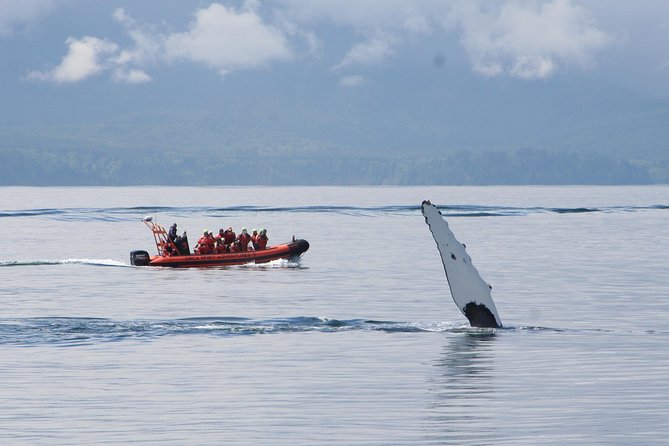 Victoria: Winter Whale Watching & Marine Wildlife Tour - Experience Highlights