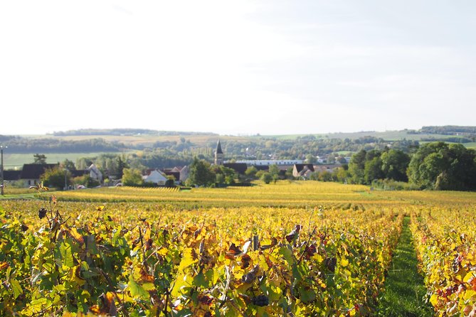 Vineyard Walking Tour & 2 Champagnes Tasting - Booking Details