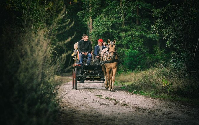 Vinyard Tour By Horse & Carriage With Delicious Tasting - Umbria - Group Size