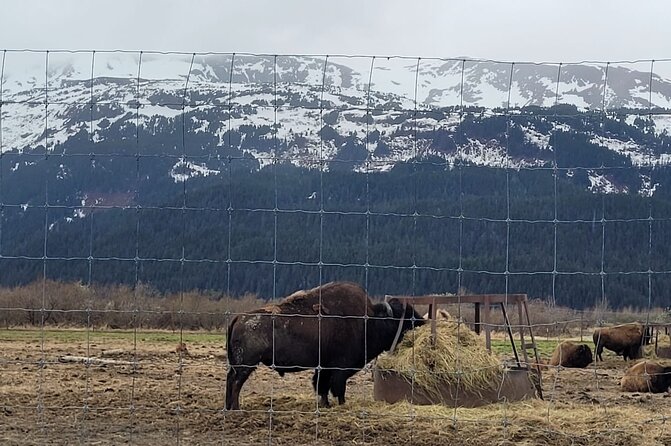VIP Tour From Anchorage to Alaska Wildlife Conservation Center - Tour Experience