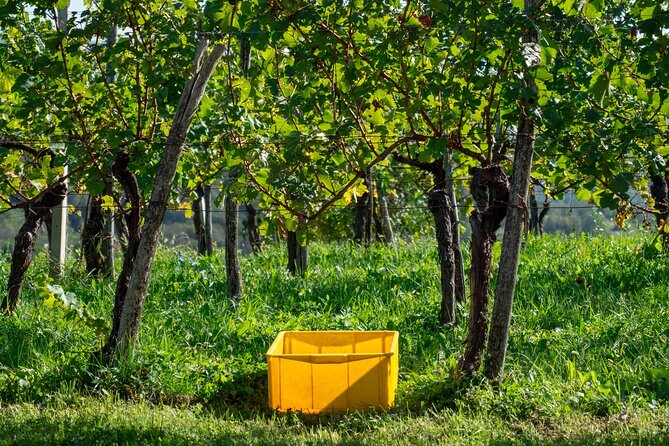 Vipava Valley Wine Express Tour From Ljubljana - Customer Reviews