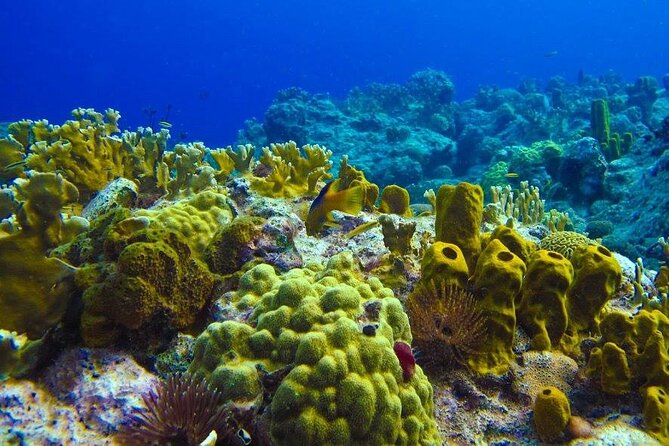 Visit the Cousteau Reserve By Boat Without a License - Participant Information