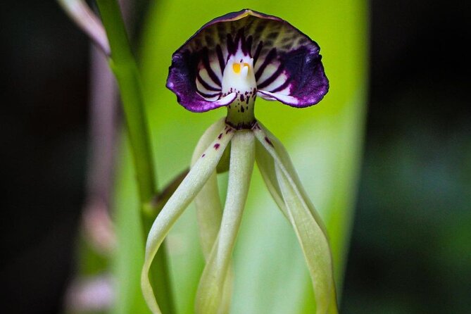 Visit The Greatest Orchid Sanctuary: Orquigonia - Half Day Tour - Booking Details and Cancellation