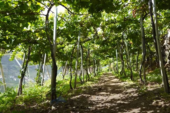 Visiting Local Vineyard With Wine Tasting & Lunch Included - Cancellation Policy